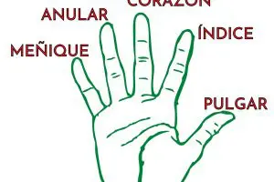 Dedos de la mano en español