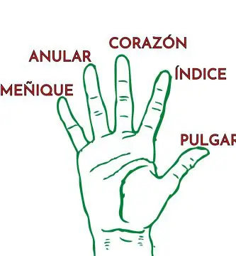 Dedos de la mano en español