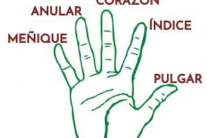 Dedos de la mano en español